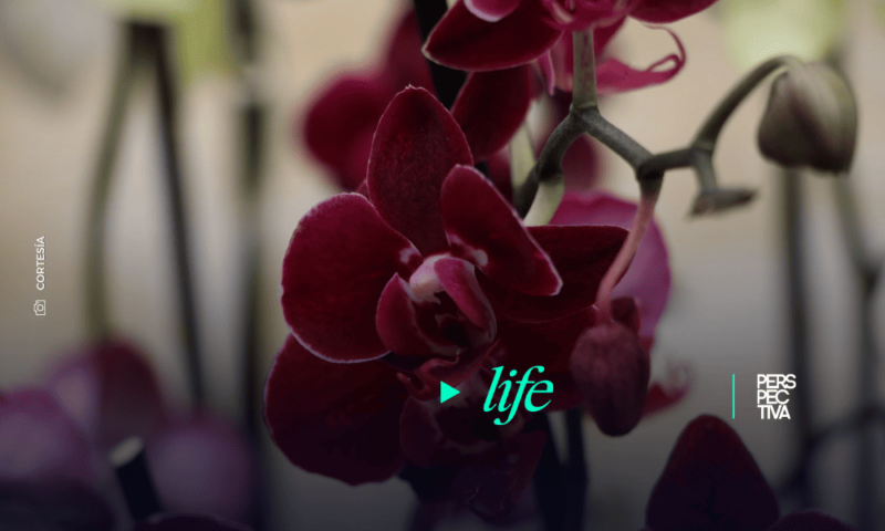 Anuncian Exposición Nacional de Orquídeas «Susurros del Bosque»