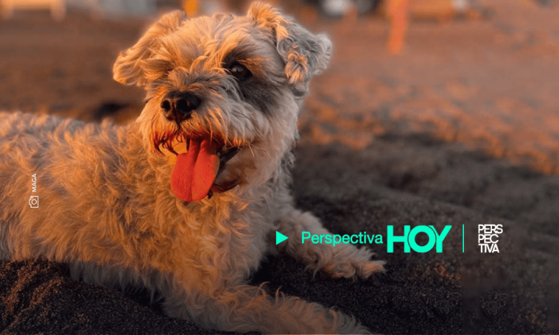 Consejos para Viajar con Mascotas de Forma Segura y Placentera en Semana Santa