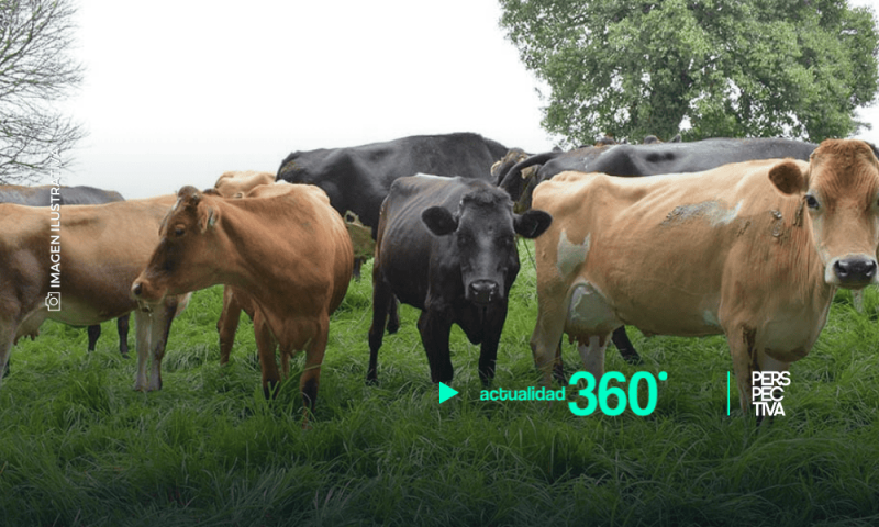 EE. UU. frena ganado mexicano por gusano barrenador; México reacciona