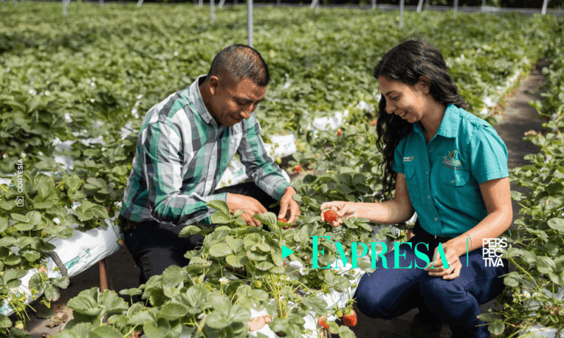 Walmart y Tierra Fértil Impulsan Fresa Hidropónica en Tecpán
