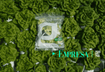 Veggiwell moderniza la agricultura guatemalteca con hidroponía avanzada