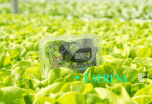 Alimentación saludable: El auge de la hidroponía y los productos libres de químicos