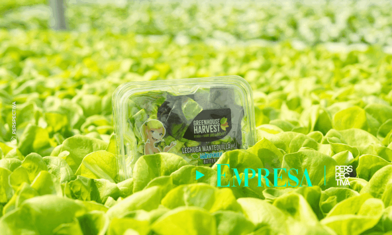 Alimentación saludable: El auge de la hidroponía y los productos libres de químicos