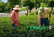 Foragro impulsa la tecnificación agrícola para fortalecer las cosechas en Guatemala