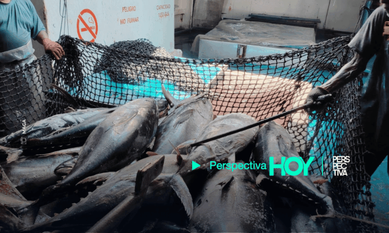 ¿Por qué el MAGA prohibirá temporalmente la pesca de atún en el Pacífico?