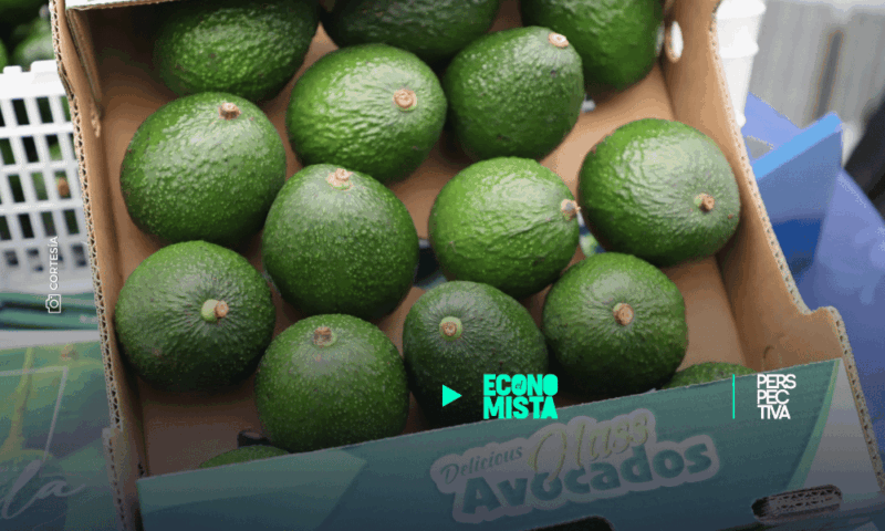 Asia, el nuevo horizonte estratégico para el aguacate de Guatemala 