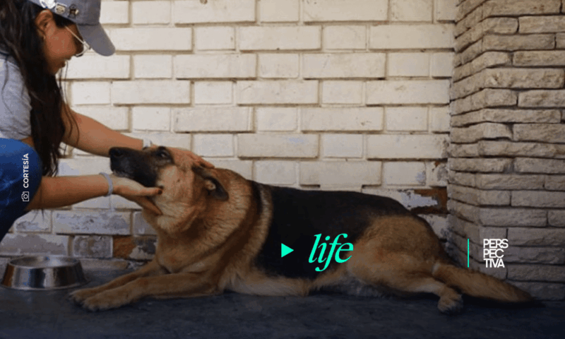 El Día Mundial del Perro promueve la reflexión sobre el compromiso y los cuidados veterinarios que requiere una mascota