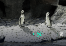 Zoológico La Aurora presenta a los pingüinos Jorge y Carlos nacidos en Guatemala Jorge y Carlos, las nuevas crías de pingüino de Humboldt nacidas en el Zoológico La Aurora de Guatemala.