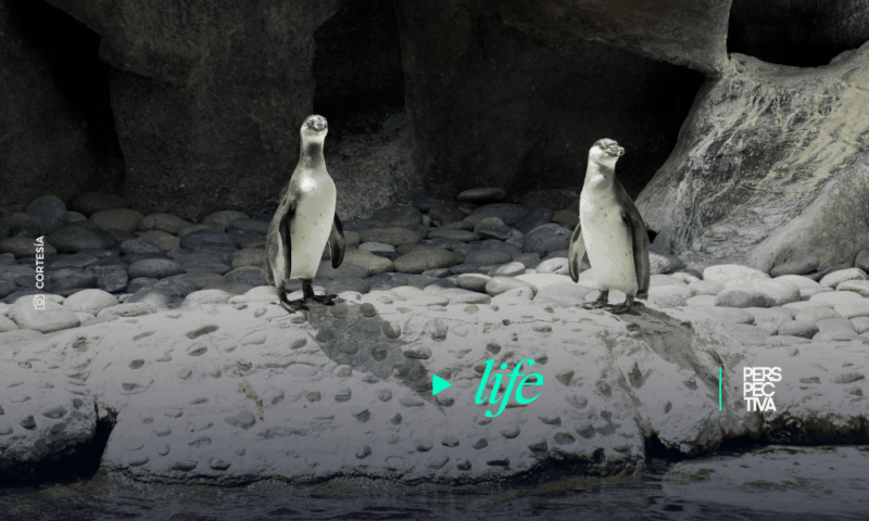 Jorge y Carlos, las nuevas crías de pingüino de Humboldt nacidas en el Zoológico La Aurora de Guatemala.