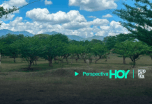 MAGA recomienda proteger cultivos y ganado por calor y falta de lluvias en 18 departamentos El MAGA insta a agricultores y ganaderos a tomar medidas preventivas frente a las altas temperaturas en 18 departamentos.