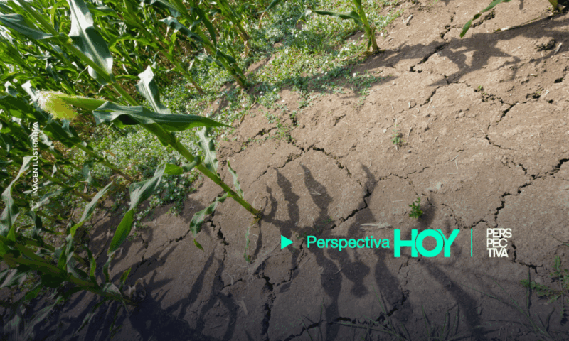 Camagro advierte pérdidas en la producción agrícola debido al déficit de lluvia y el encarecimiento de insumos como el diésel y fertilizantes