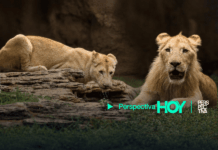 Zoológico La Aurora recibe leones blancos e inaugura pantalla gigante La pareja de leones blancos ya se encuentra en su hábitat dentro del Parque Zoológico Nacional La Aurora.