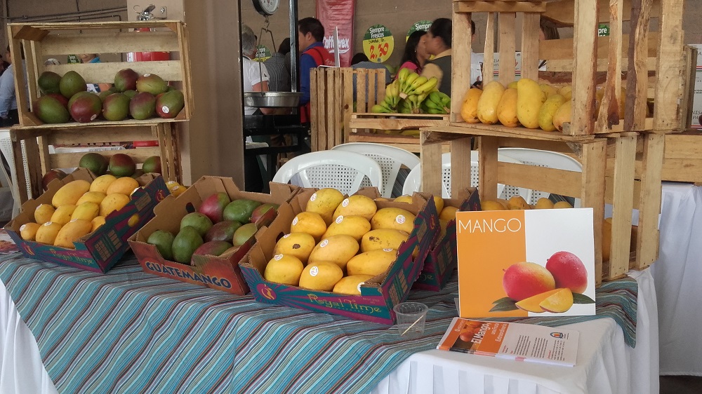 Guatemala cuenta con más de 7 mil hectáreas de mango de exportación.  Fuente: Agexport